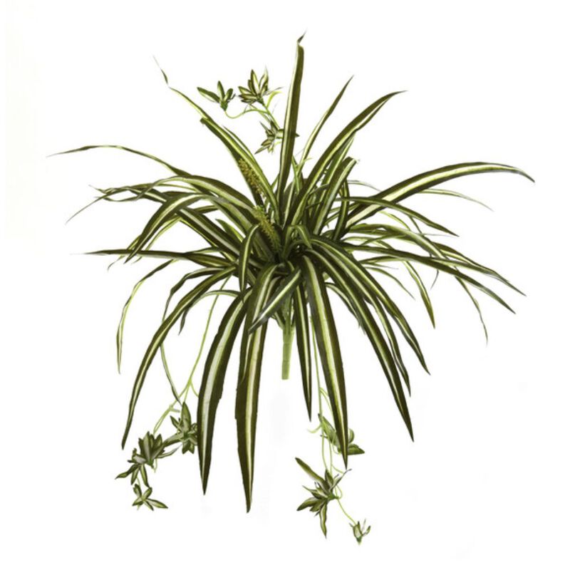 Hivvago Spider Plant Bush (Set of 4)