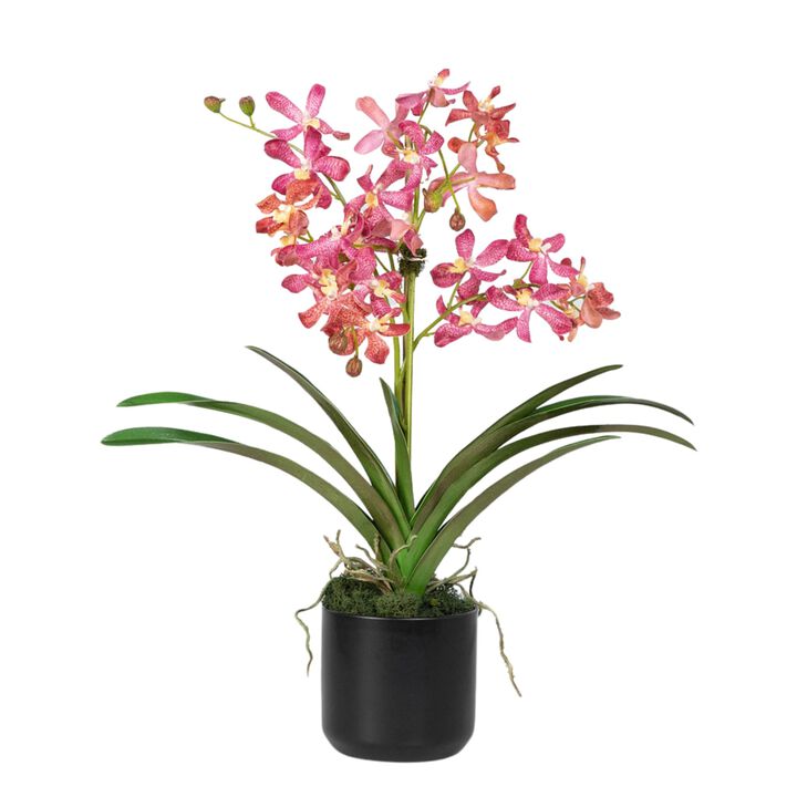 Pink Vanda Orchid Arrangement in Vase - 24"
