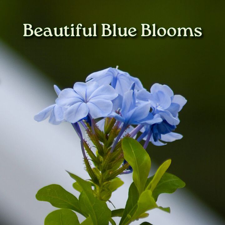 Imperial Blue Plumbago Bush in 1 Gallon Nursery Pot 1 ‑Pack