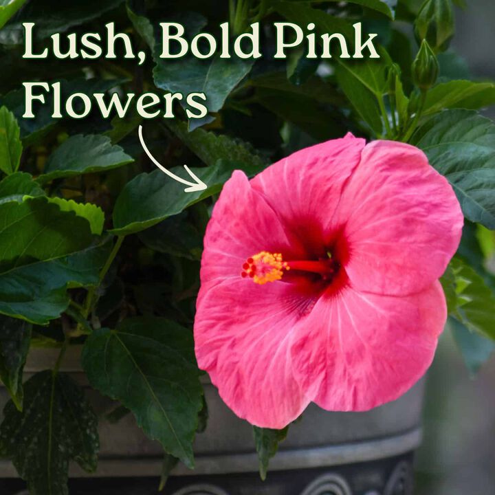 Yoder Dwarf Red Hibiscus Bush in 3 Gallon Nursery Pot 1‑Pack