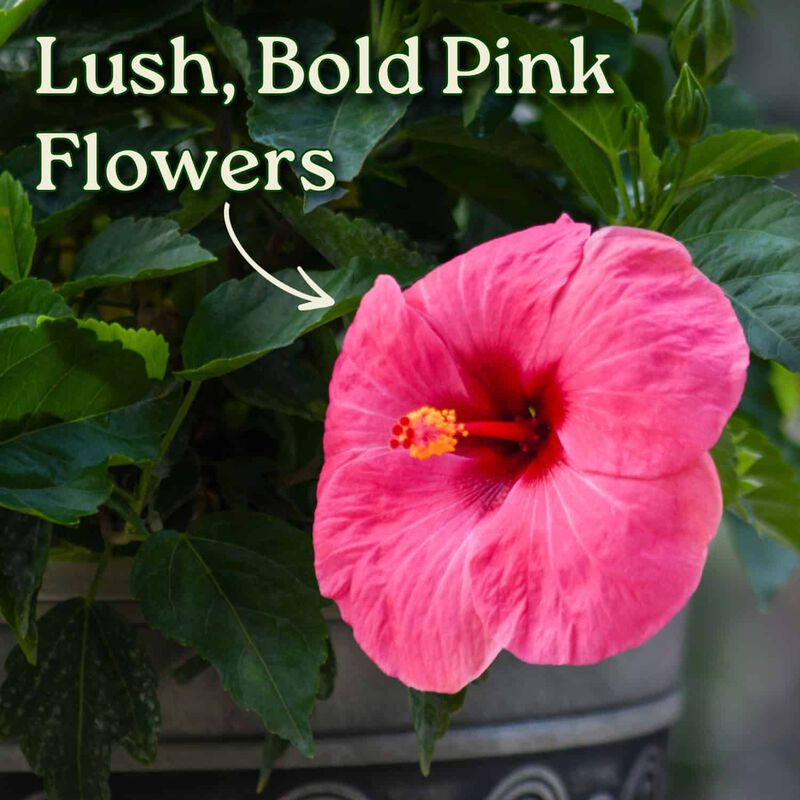 Yoder Dwarf Red Hibiscus Bush in 3 Gallon Nursery Pot 1‑Pack image number 1