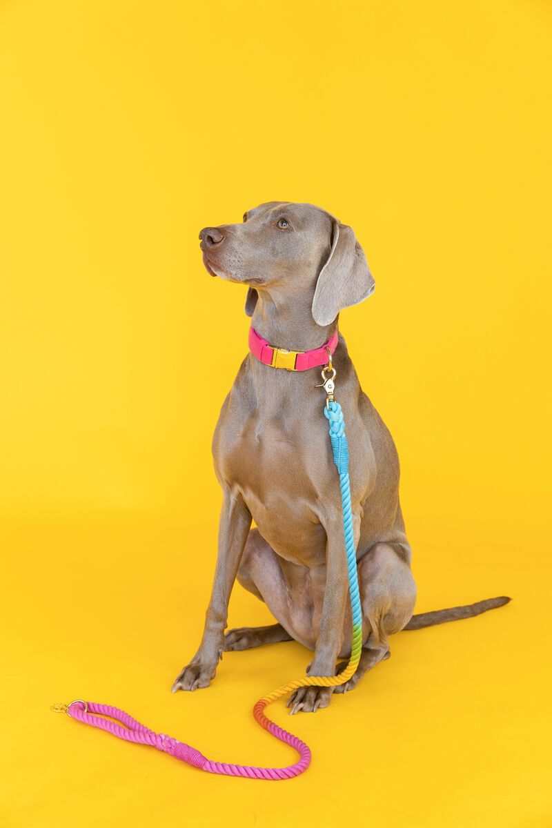 Marley Rope Dog Leash image number 3