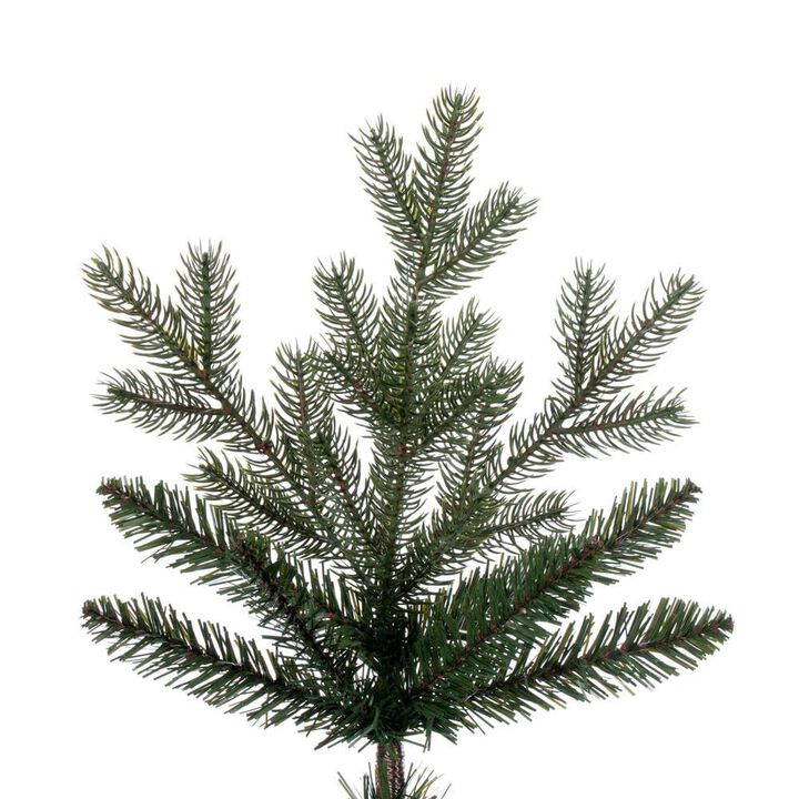 Washington Fir