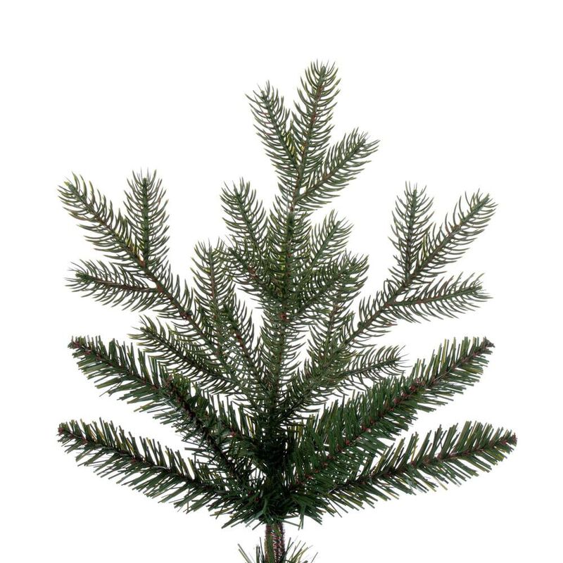 Washington Fir image number 1