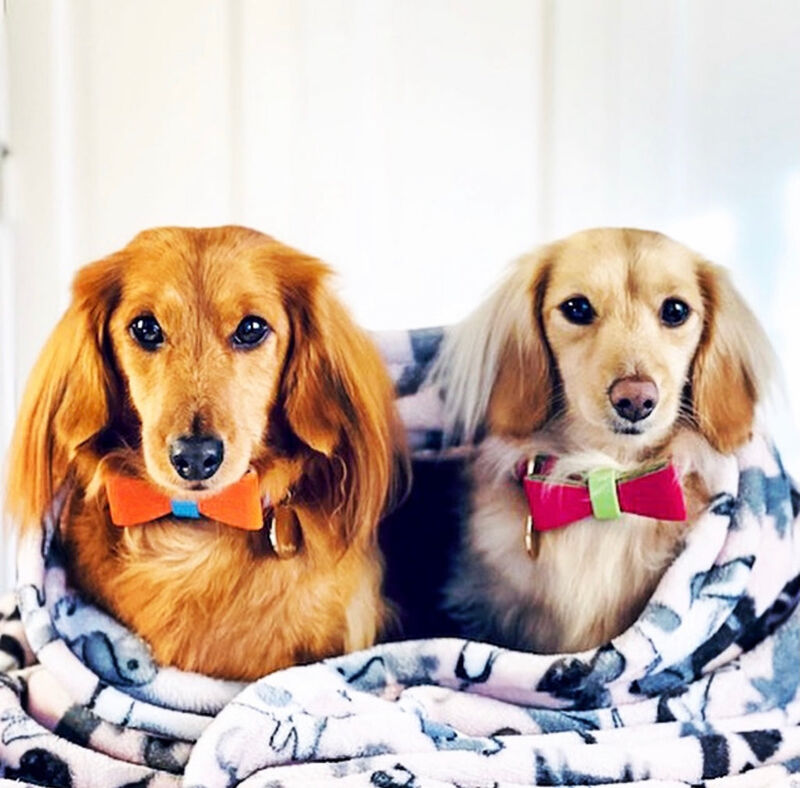 POISEPUP Cute Handmade Genuine Soft Full Grain Leather Dog Bow Tie - Orange | Blue