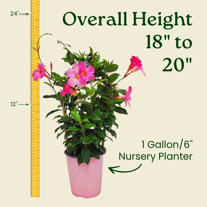 Pretty Pink Dipladenia Vine in 1 Gallon Nursery Pot 1 ‑Pack image number 2