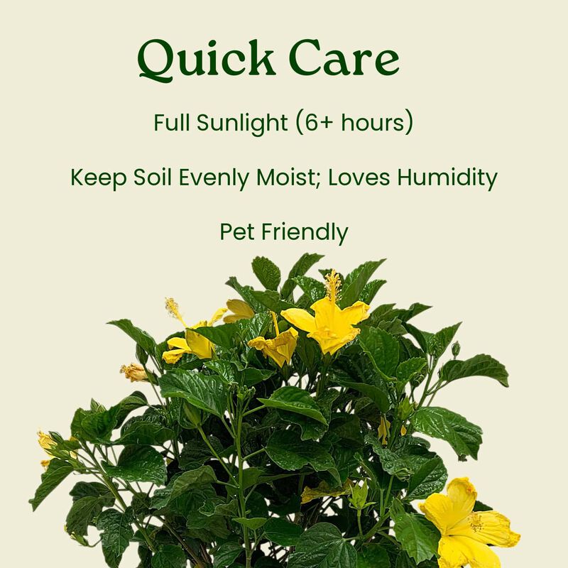 Hibiscus Bush in 3 Gallon Nursery Pot 1 ‑Pack image number 5