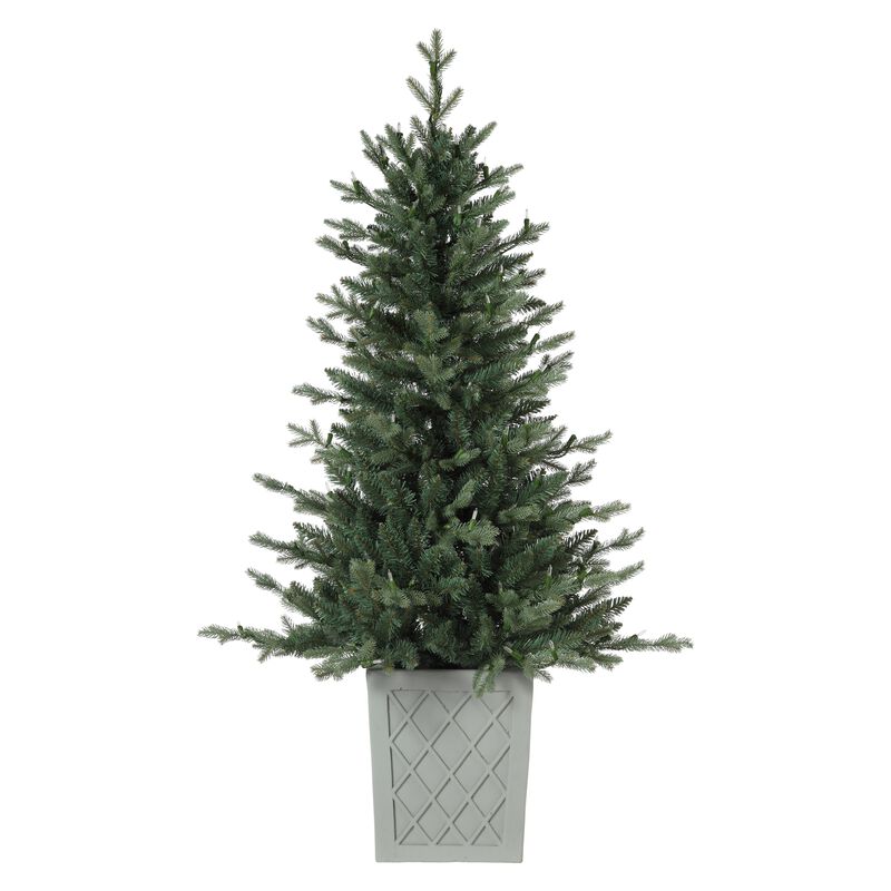 4.5 Foot Barcelona Blue Spruce Potted Tree image number 5