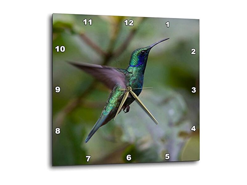 Green Violet Ear Hummingbird Monteverde Wall Clock 10 Inch Home Decor image number 0