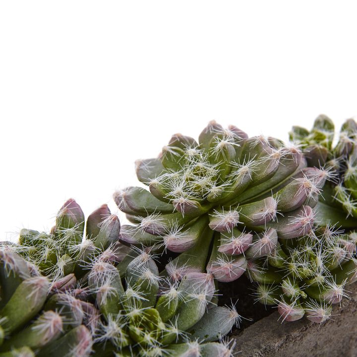 Hivvago Succulent Garden w/Textured Concrete Planter