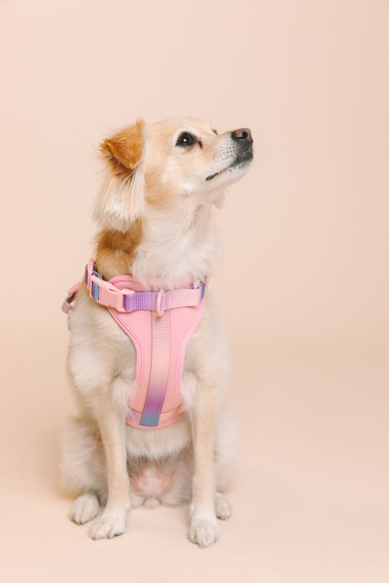 Diem Dog Harness image number 1