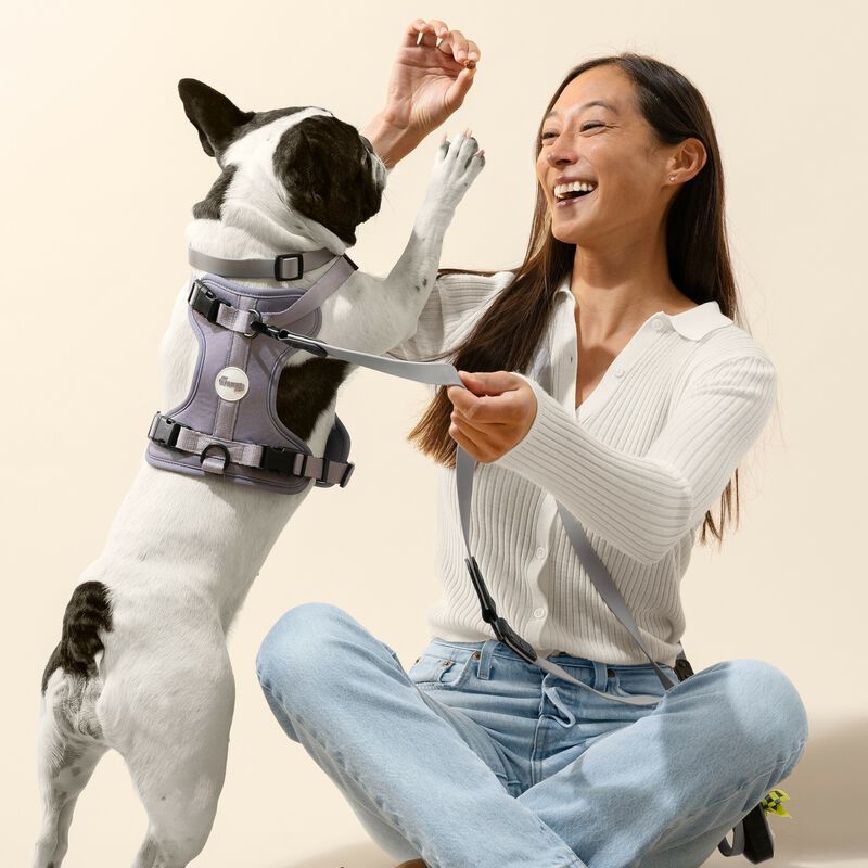 Arlo Adjustable Soft Padded No Pull Pet Harness with 3 Buckles and 3 Leash Clips