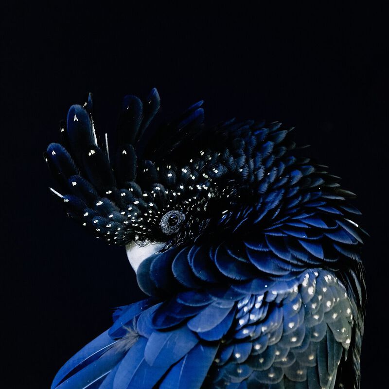 Red-Tailed Black Cockatoo by Getty Images image number 4