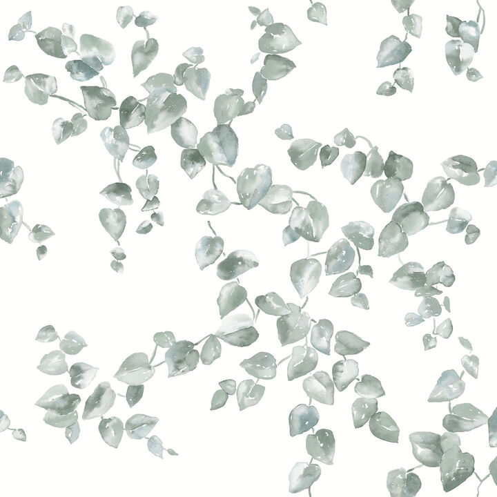 Creeping Fig Vine Sage Wallpaper