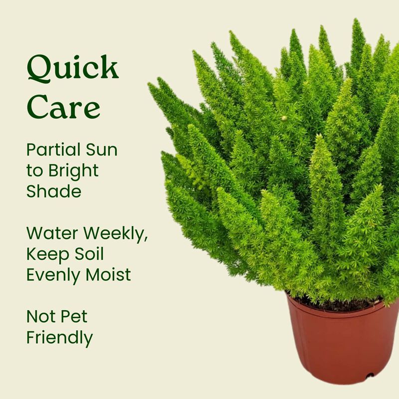 Foxtail Fern (Asparagus densiflorus) in 1 Gallon Nursery Pot 1 ‑Pack image number 6