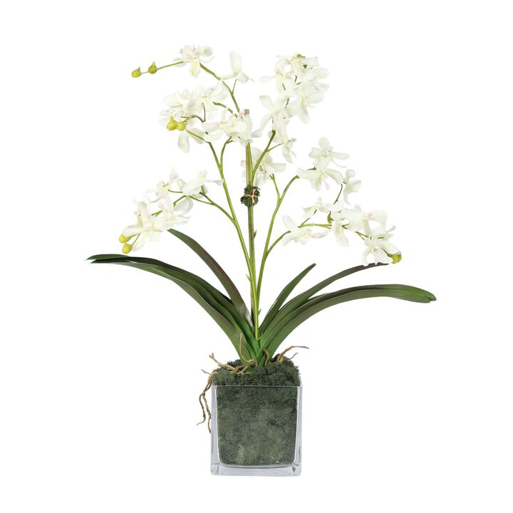 Orchid Arrangement in Vase - 24"