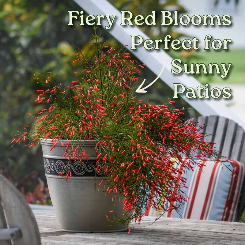Red Firecracker Bush in 3 Gallon Nursery Pot 1 ‑Pack image number 3