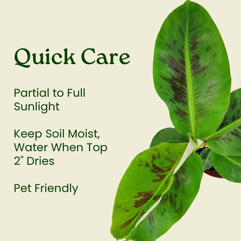 Dwarf Cavendish Banana Tree in 3 Gallon Nursery Pot 1 ‑Pack image number 5