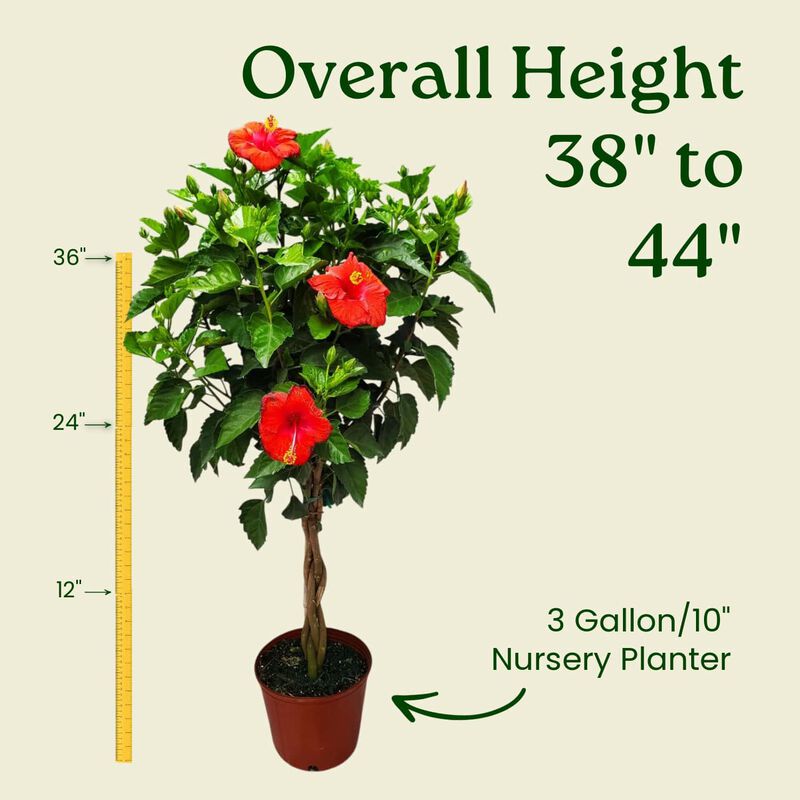 Braided Hibiscus Tree in 3 Gallon Nursery Pot 1 ‑Pack image number 2