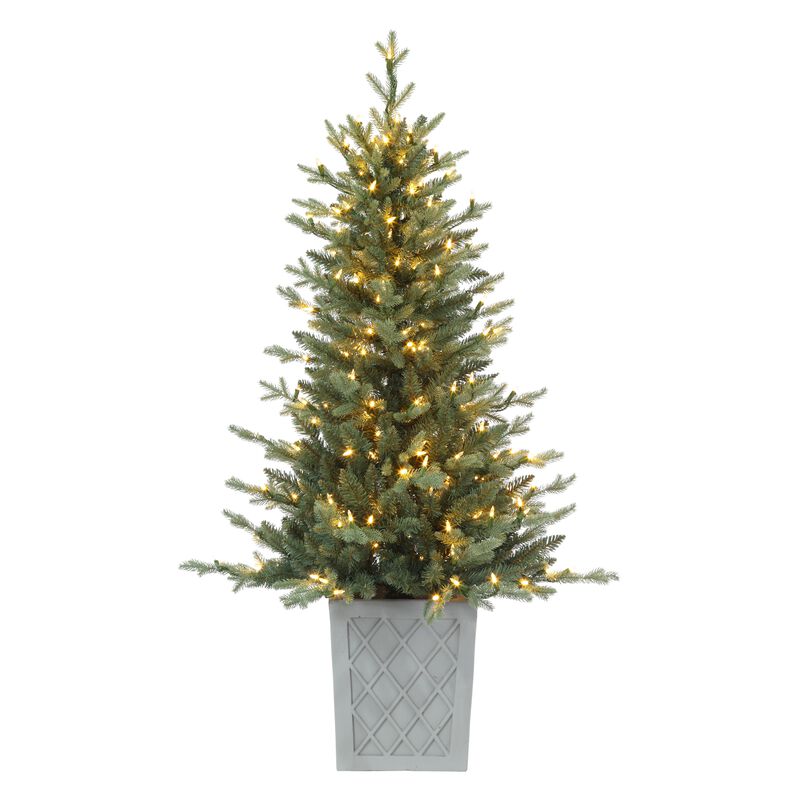4.5 Foot Barcelona Blue Spruce Potted Tree image number 0