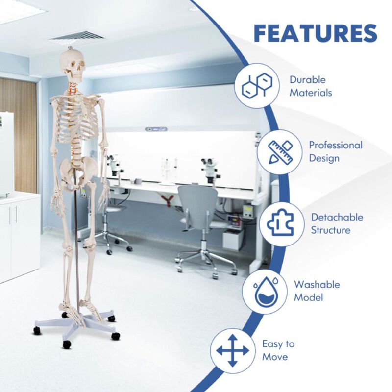 Hivvago Medical School Human Anatomy Class Life-size Skeleton Model