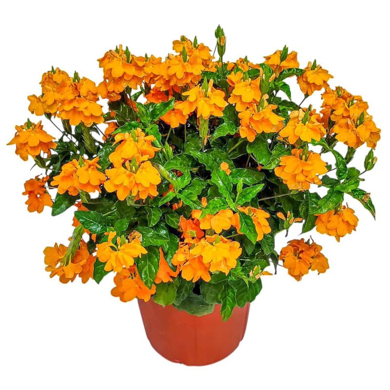 Crossandra Orange Marmalade in 3 Gallon Nursery Pot 1 ‑Pack image number 0