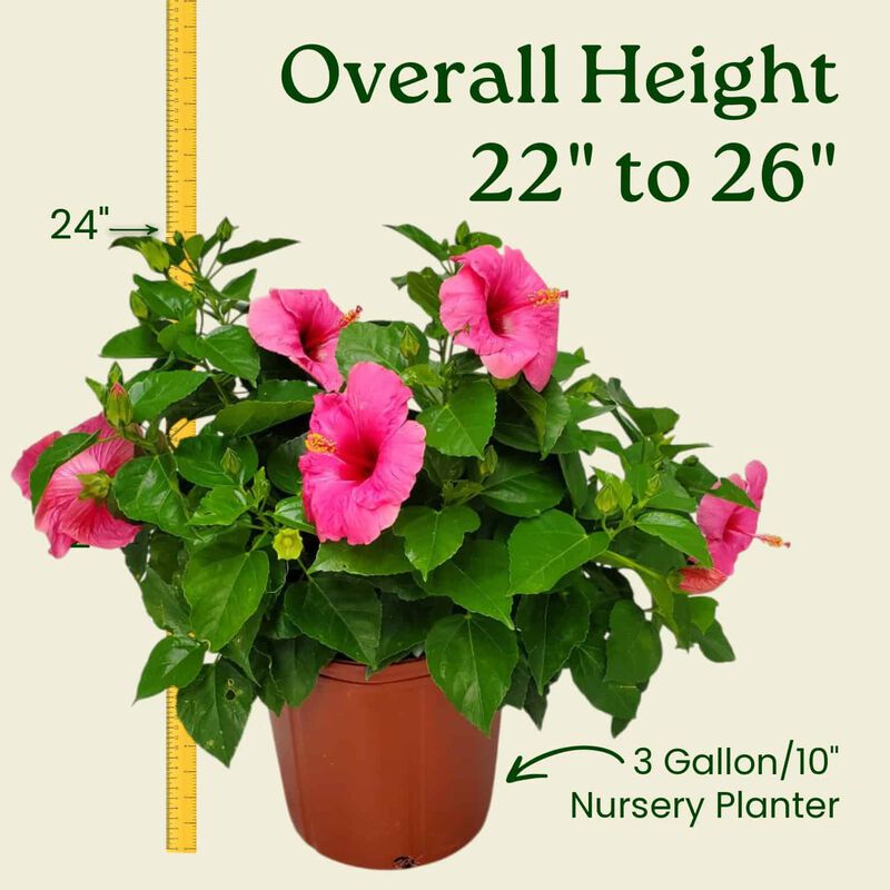 Yoder Dwarf Red Hibiscus Bush in 3 Gallon Nursery Pot 1‑Pack image number 2
