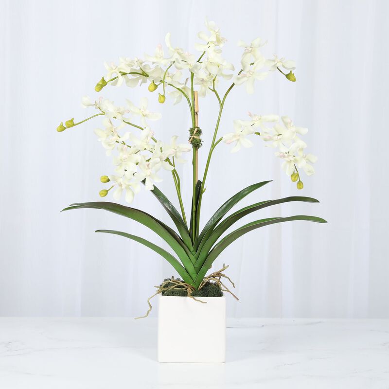 Orchid Arrangement in Vase - 24" image number 1