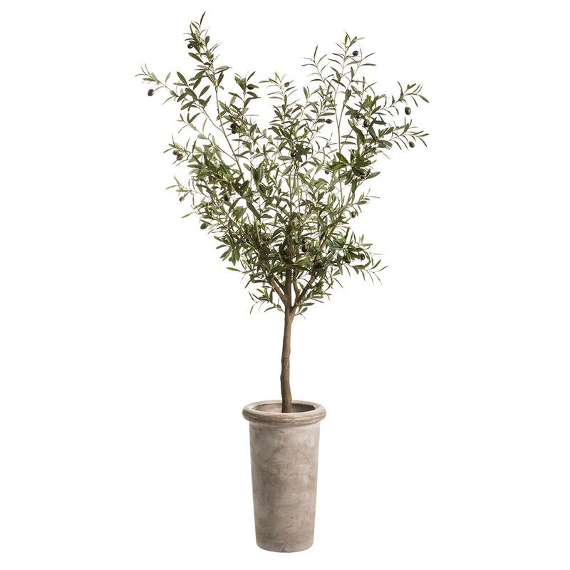 Olive Tree in Cement Planter
