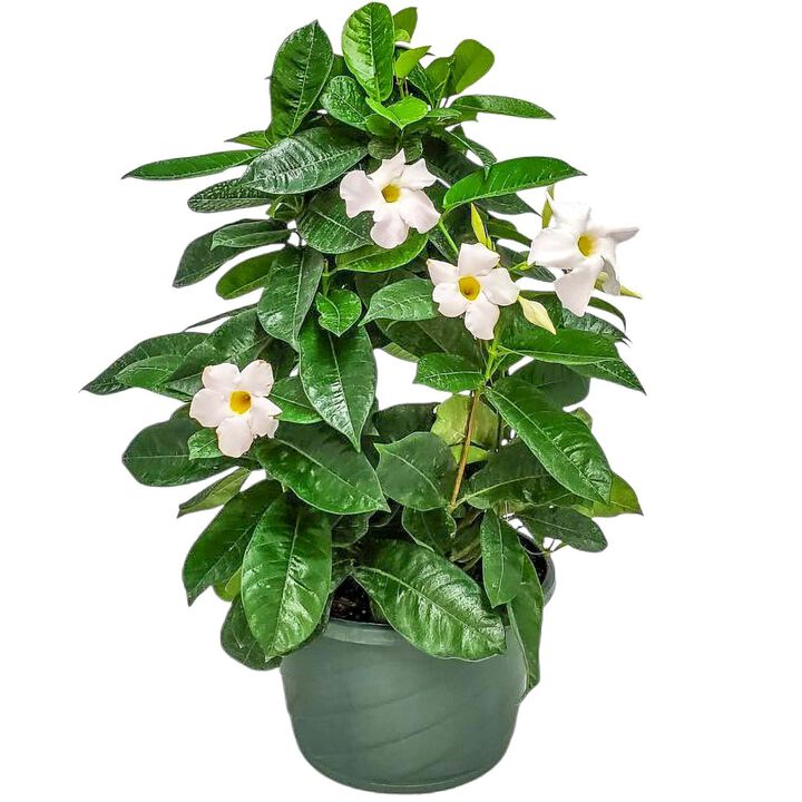 Mandevilla Hanging Basket in 12 Inch(es) Basket 1 ‑Pack