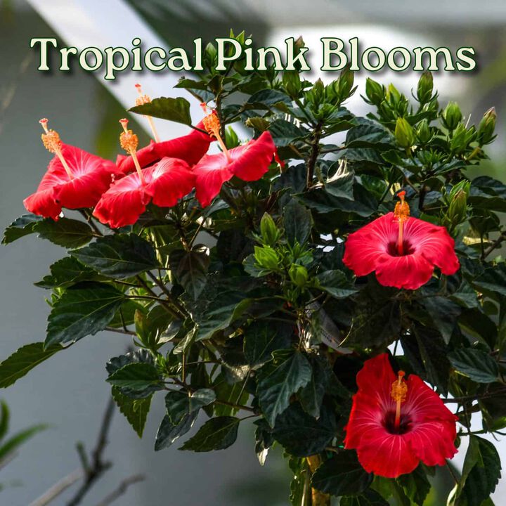 Hibiscus Tree in 3 Gallon Nursery Pot 1‑Pack
