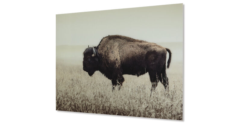 Brutus Bison Wall Art image number 0