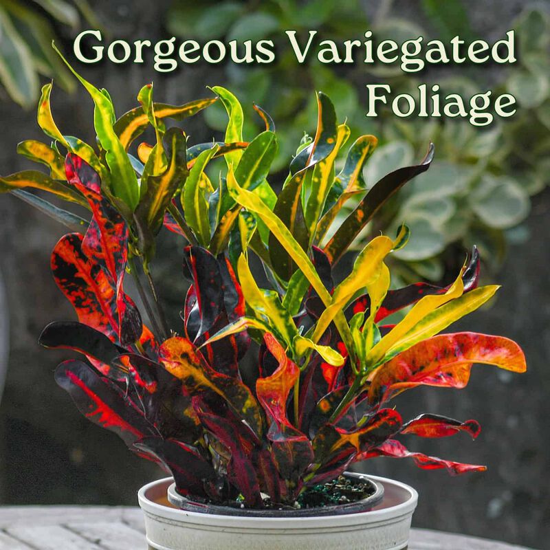 Croton Mammy Plant in 1 Gallon Nursery Pot 1 ‑Pack image number 1