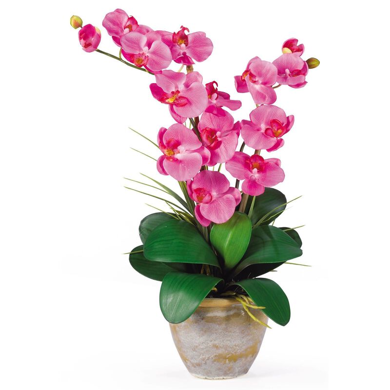 Nearly Natural Double Stem Phalaenopsis Cream image number 1
