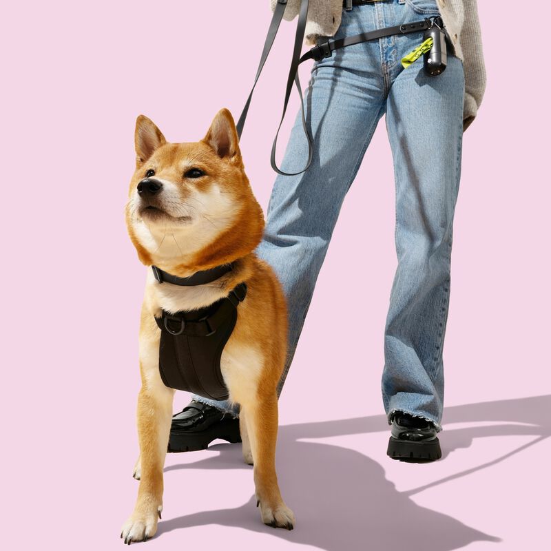 Arlo Adjustable Soft Padded No Pull Pet Harness with 3 Buckles and 3 Leash Clips