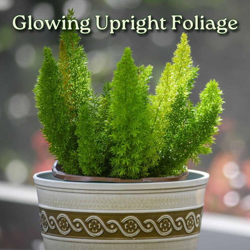 Foxtail Fern (Asparagus densiflorus) in 1 Gallon Nursery Pot 1 ‑Pack image number 3