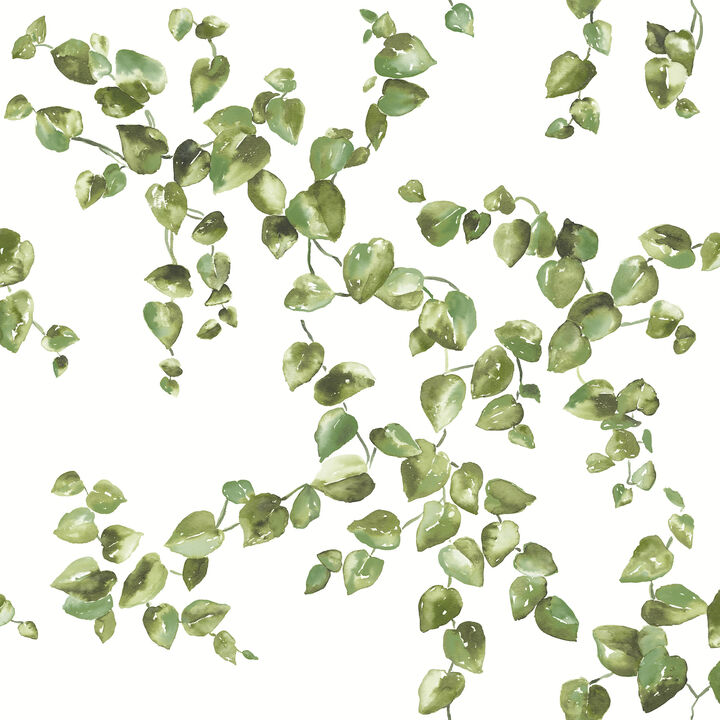Creeping Fig Vine Green Wallpaper