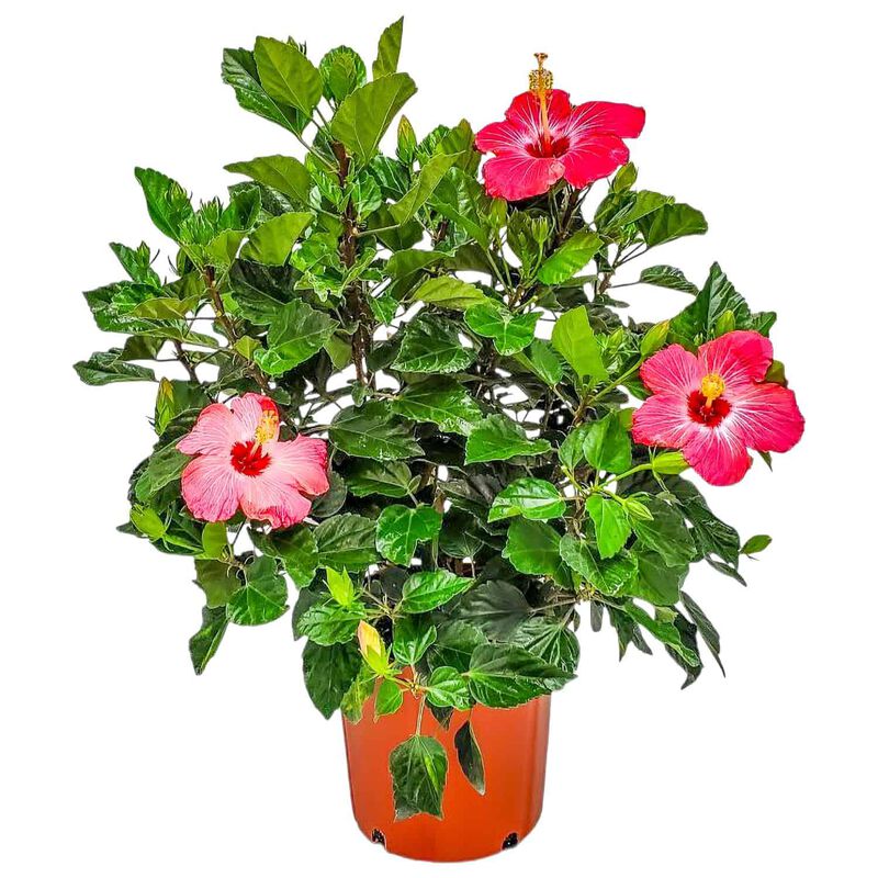 Hibiscus Bush in 3 Gallon Nursery Pot 1 ‑Pack image number 0