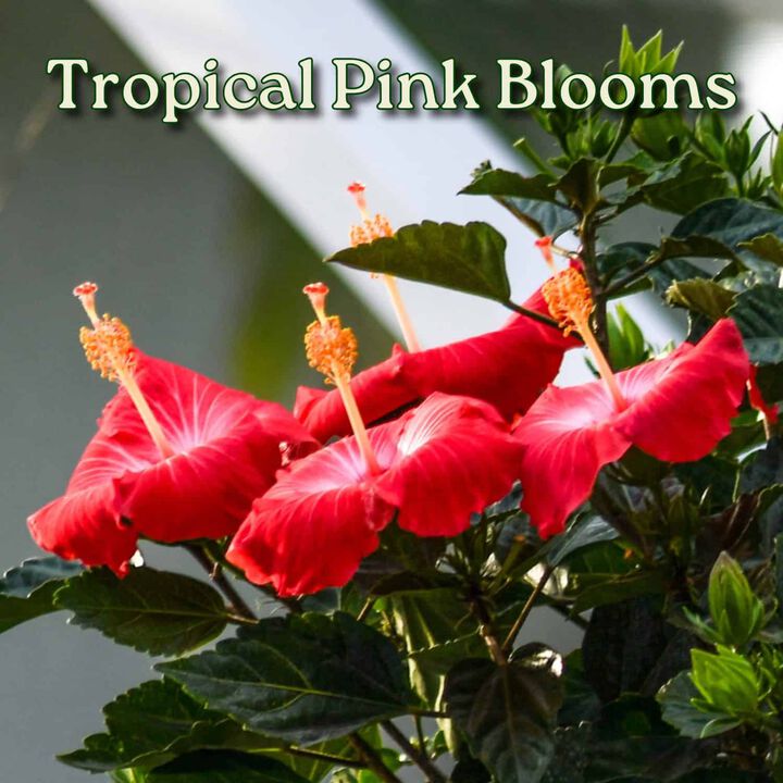 Braided Hibiscus Tree in 3 Gallon Nursery Pot 1 ‑Pack