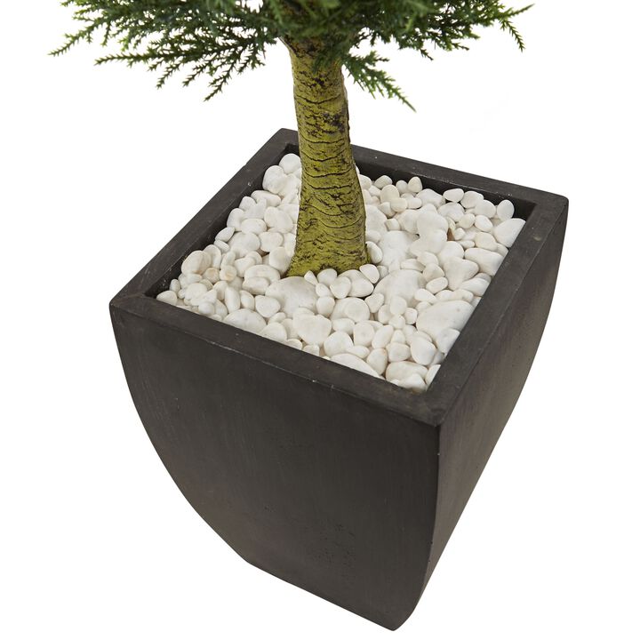HomPlanti Cypress Topiary with Black Planter UV Resistant (Indoor/Outdoor)