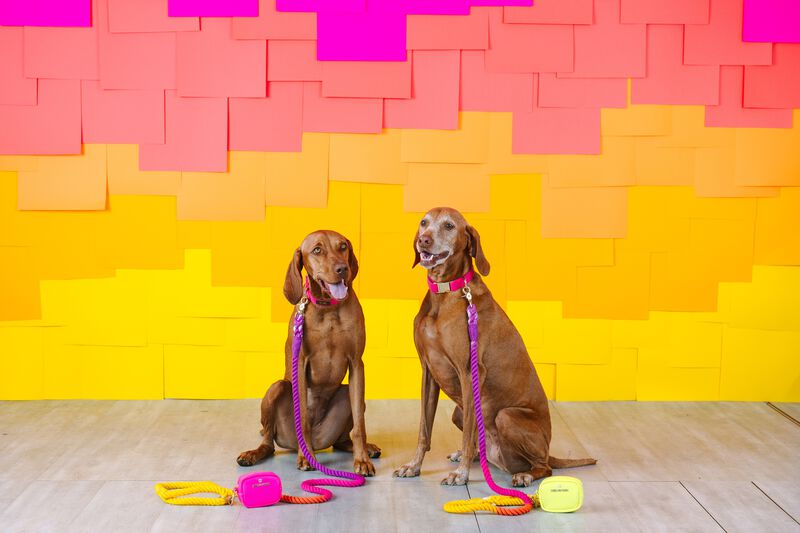 Roxy Rope Dog Leash image number 3
