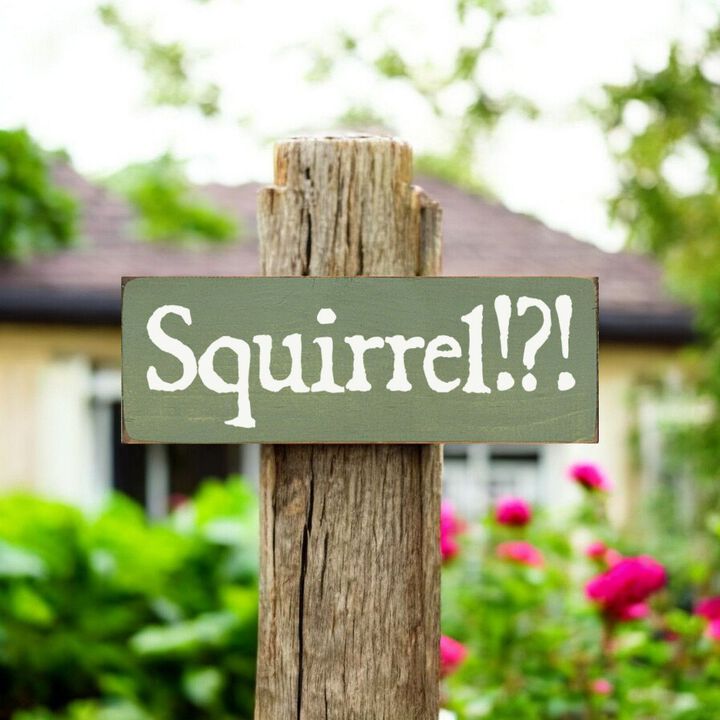 Squirrel Wood Sign Rustic Farmhouse Wall Decor for Living Room, Cabin or Entryway