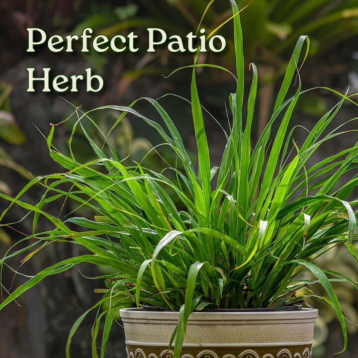 Lemongrass in 1 Gallon Nursery Pot 1 ‑Pack