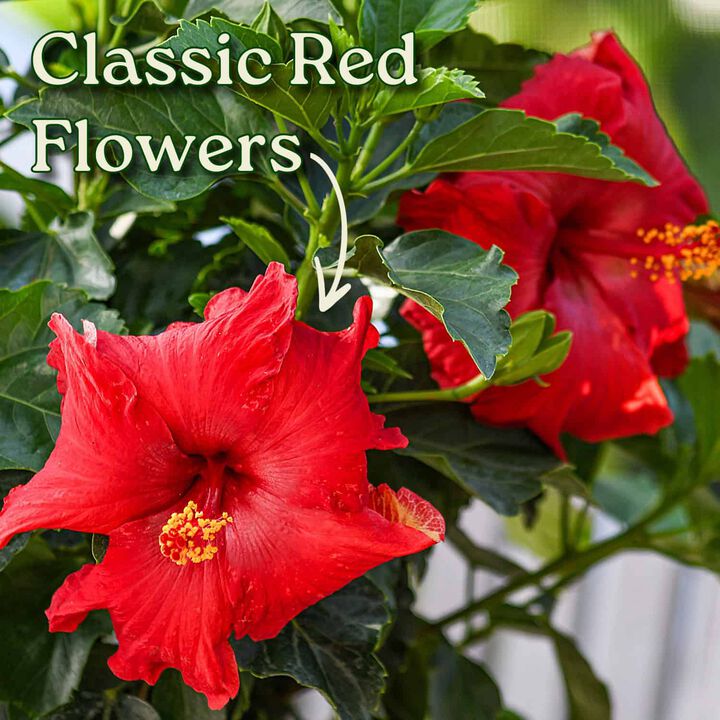 Hibiscus Bush in 3 Gallon Nursery Pot 1 ‑Pack