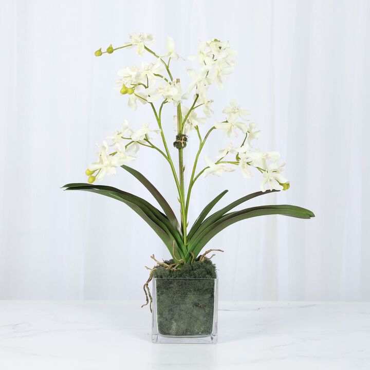 Orchid Arrangement in Vase - 24"