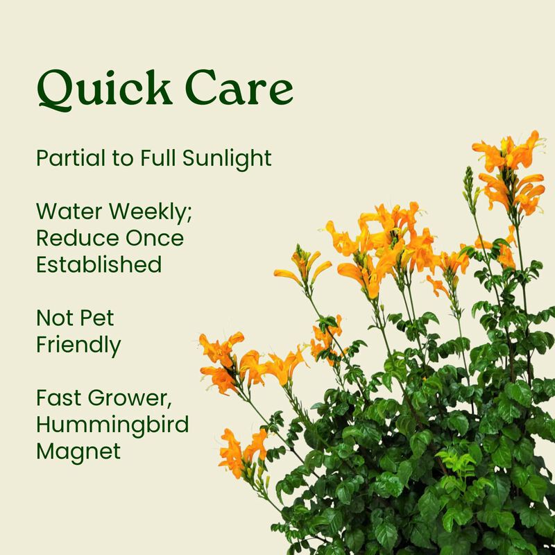 Cape Honeysuckle in 3 Gallon Nursery Pot 1 ‑Pack image number 5