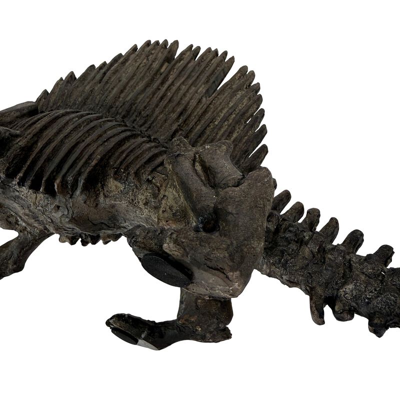 Dimetrodon Dinosaur Statue Fossil Style Brown Polyresin Sculpture 18 Inch image number 4