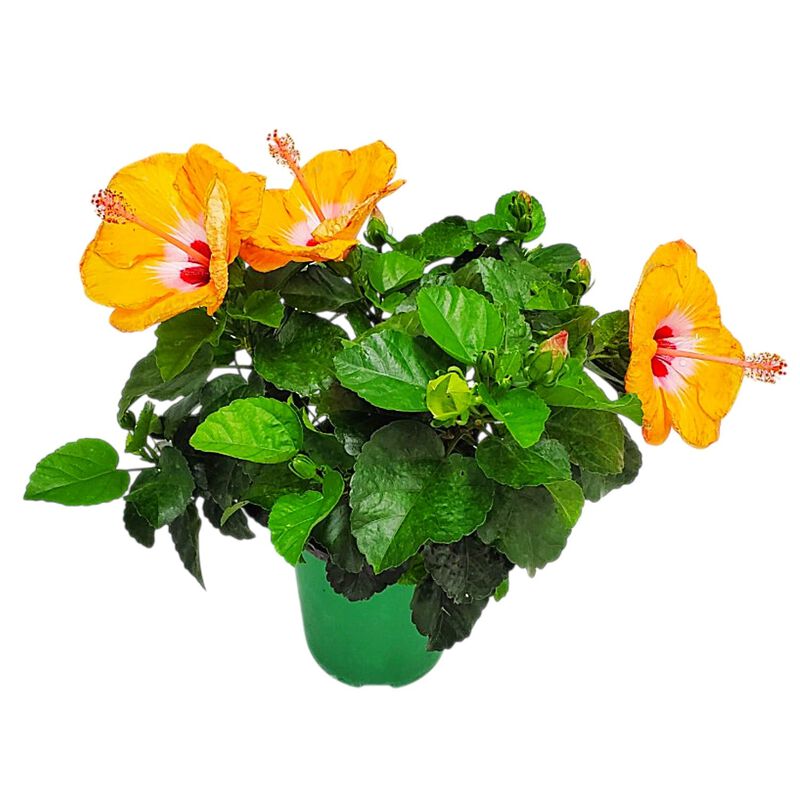 Yoder Dwarf Red Hibiscus Bush in 1 Gallon Nursery Pot 1‑Pack image number 0