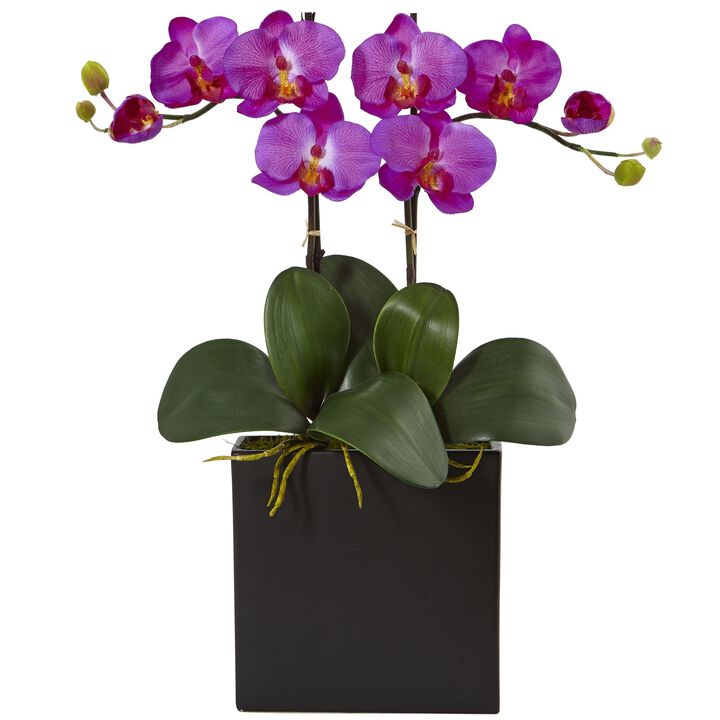 HomPlanti Double Mini Phalaenopsis in Black Vase - Orchid