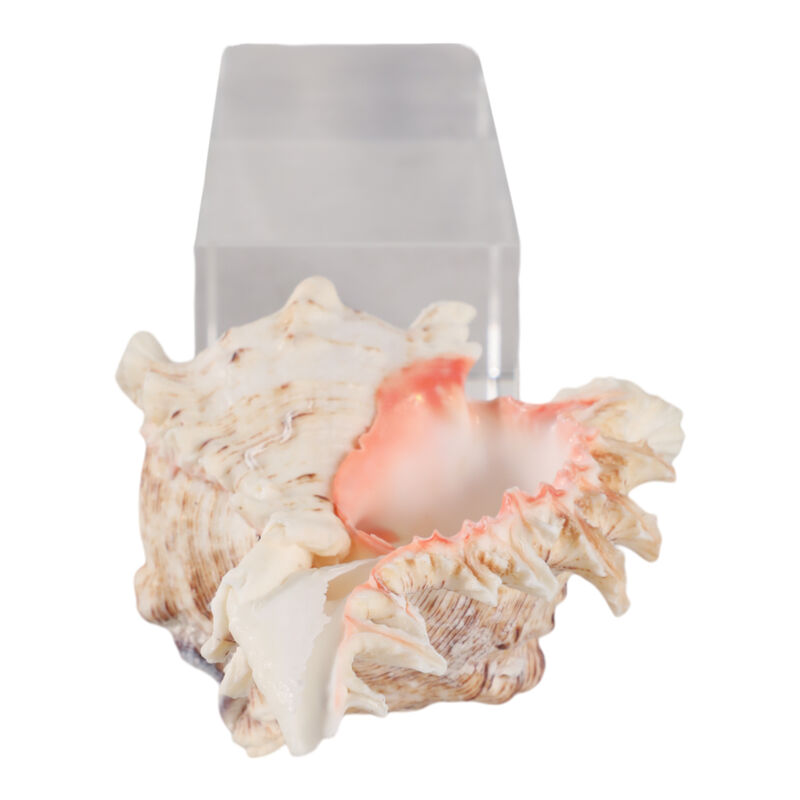 Shell on Crystal Base image number 5